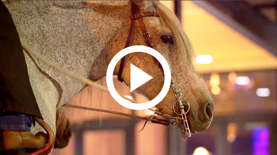 Picture of a horse from the 2015 - Wild West PEAK6 Party. Click to play video of party.